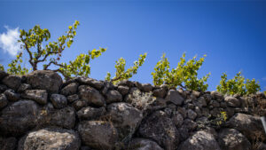 Terrassenfelder mit Trockenmauern – traditioneller Weinbau auf La Gomera.