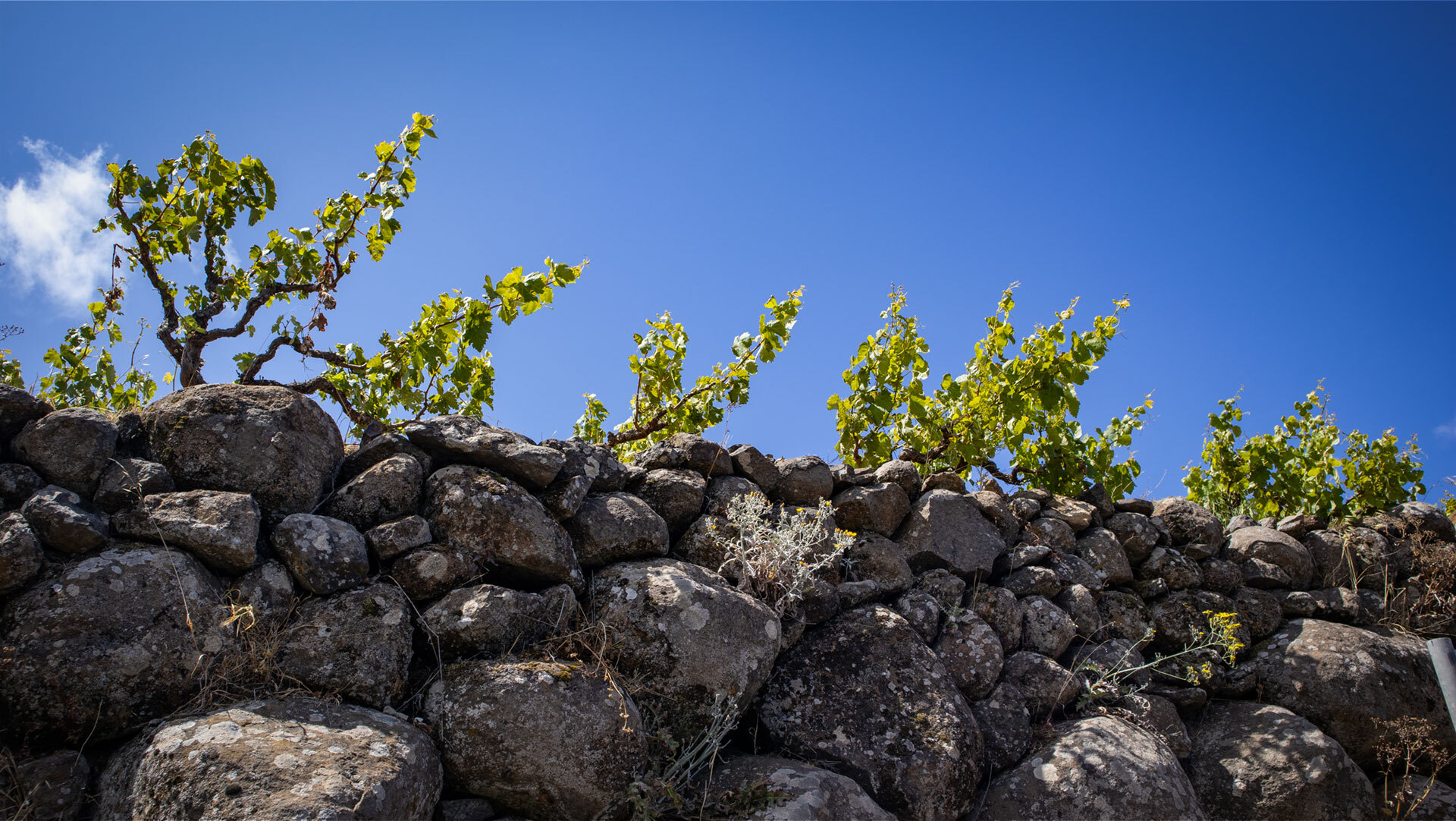 Terrassenfelder mit Trockenmauern – traditioneller Weinbau auf La Gomera.