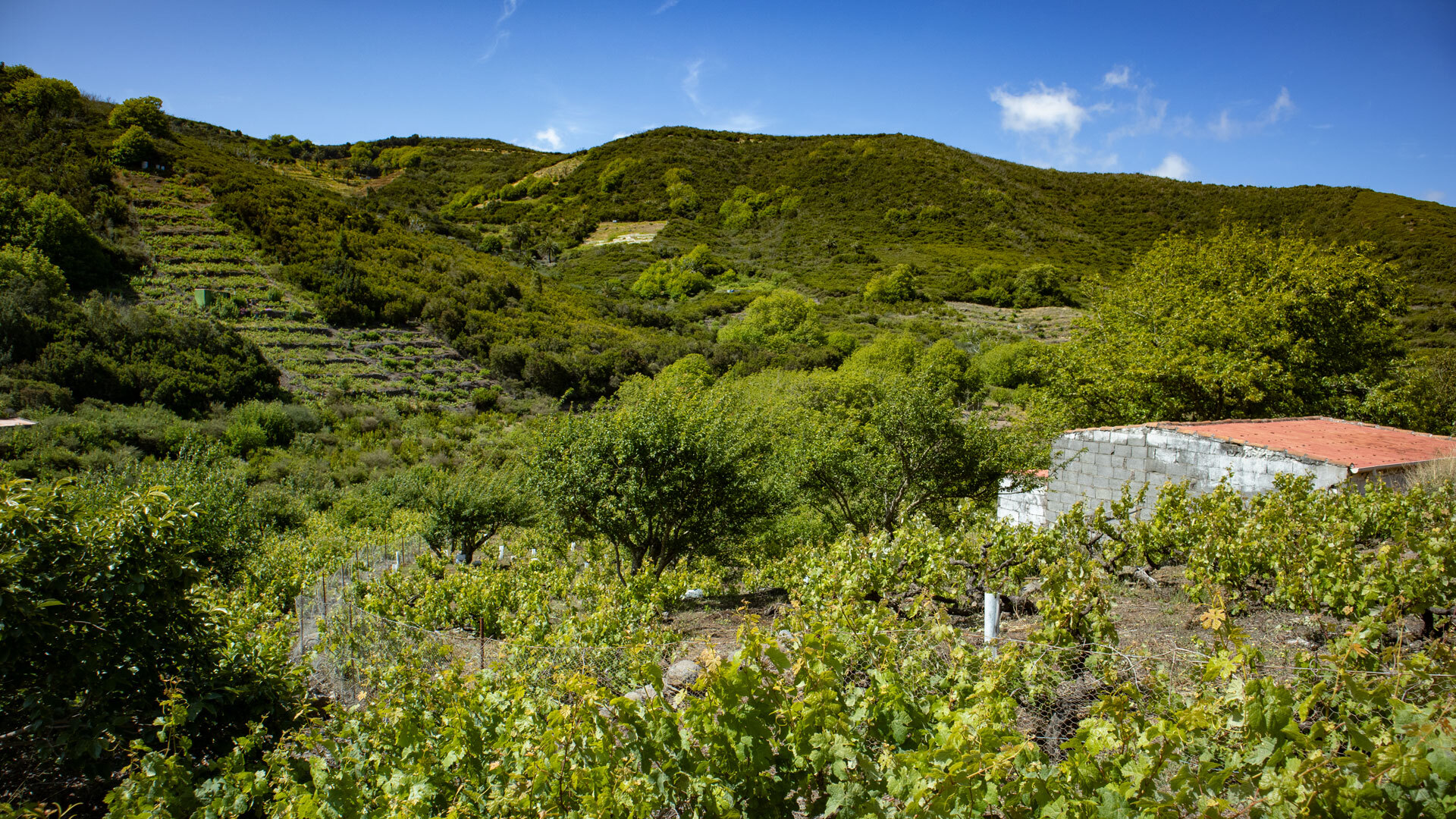An der Grenze zum Nationalpark Garajonay auf La Gomera prägen traditionelle Weinbaugebiete die Übergangslandschaft zum Lorbeerwald.